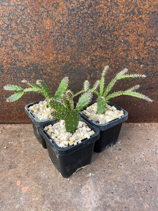 Schlumbergera opuntioides