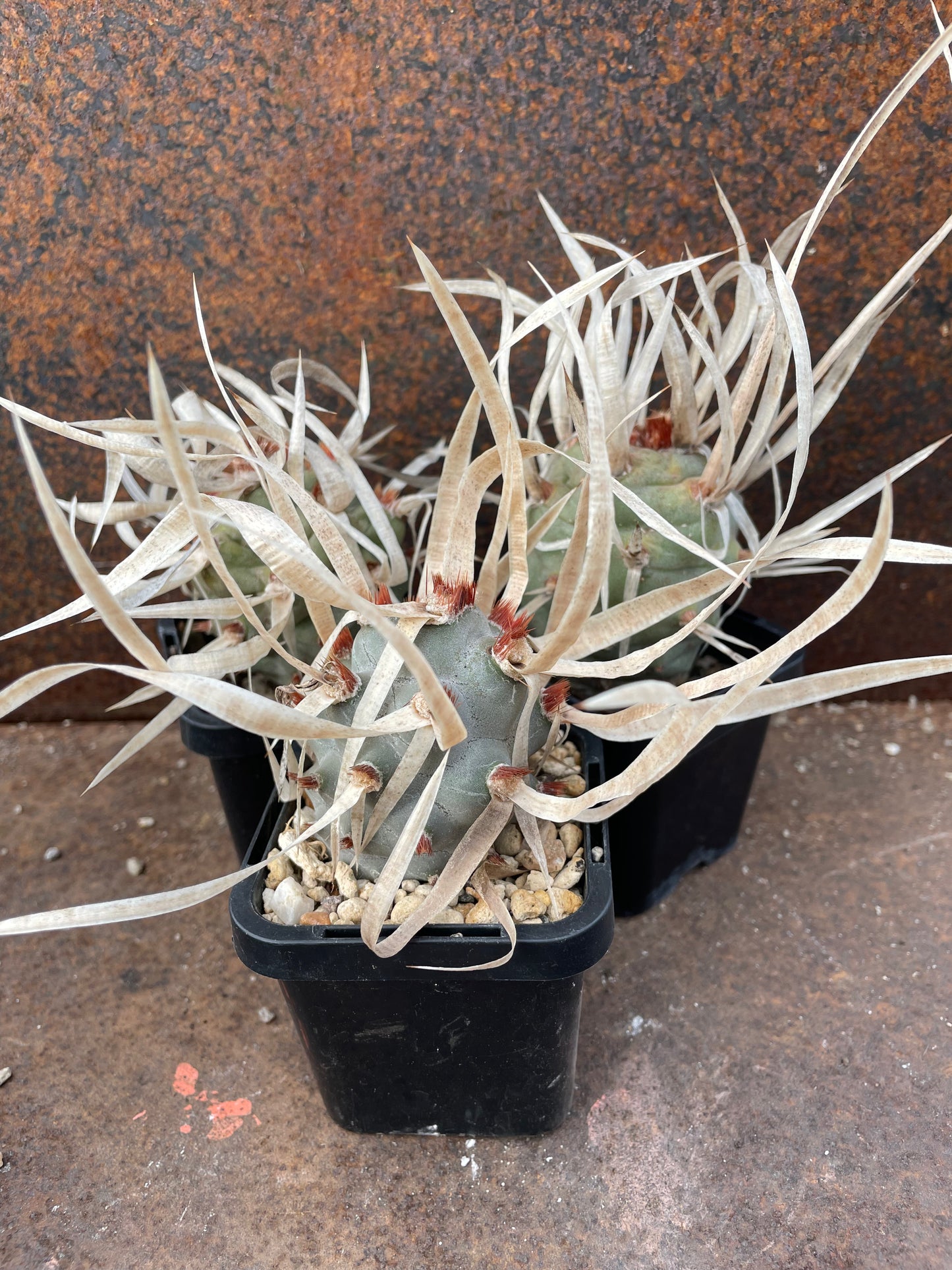 Tephrocactus articulatus var. Major 'Paper Spine Cactus'