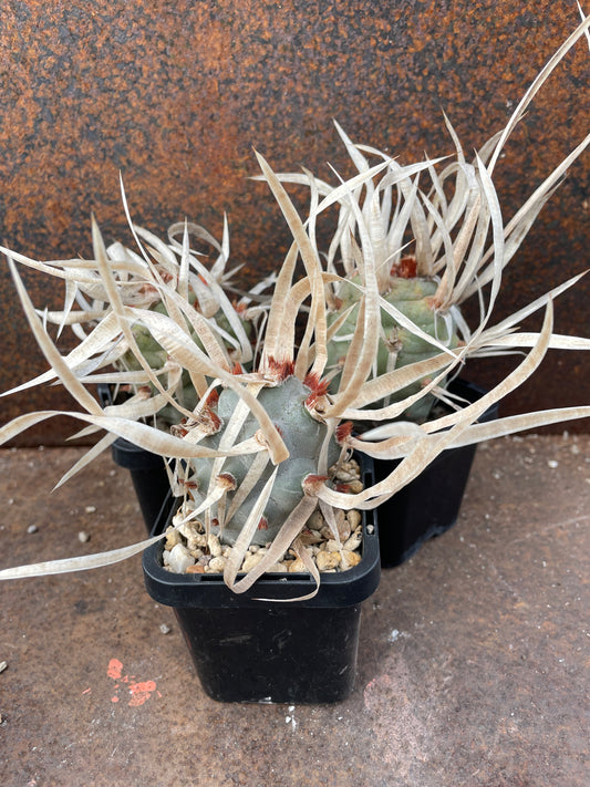 Tephrocactus articulatus var. Major 'Paper Spine Cactus'