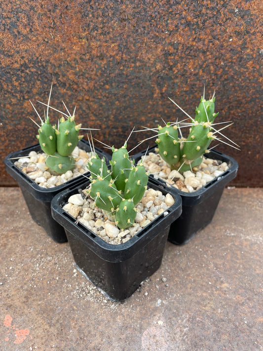 Cumulopuntia boliviana
