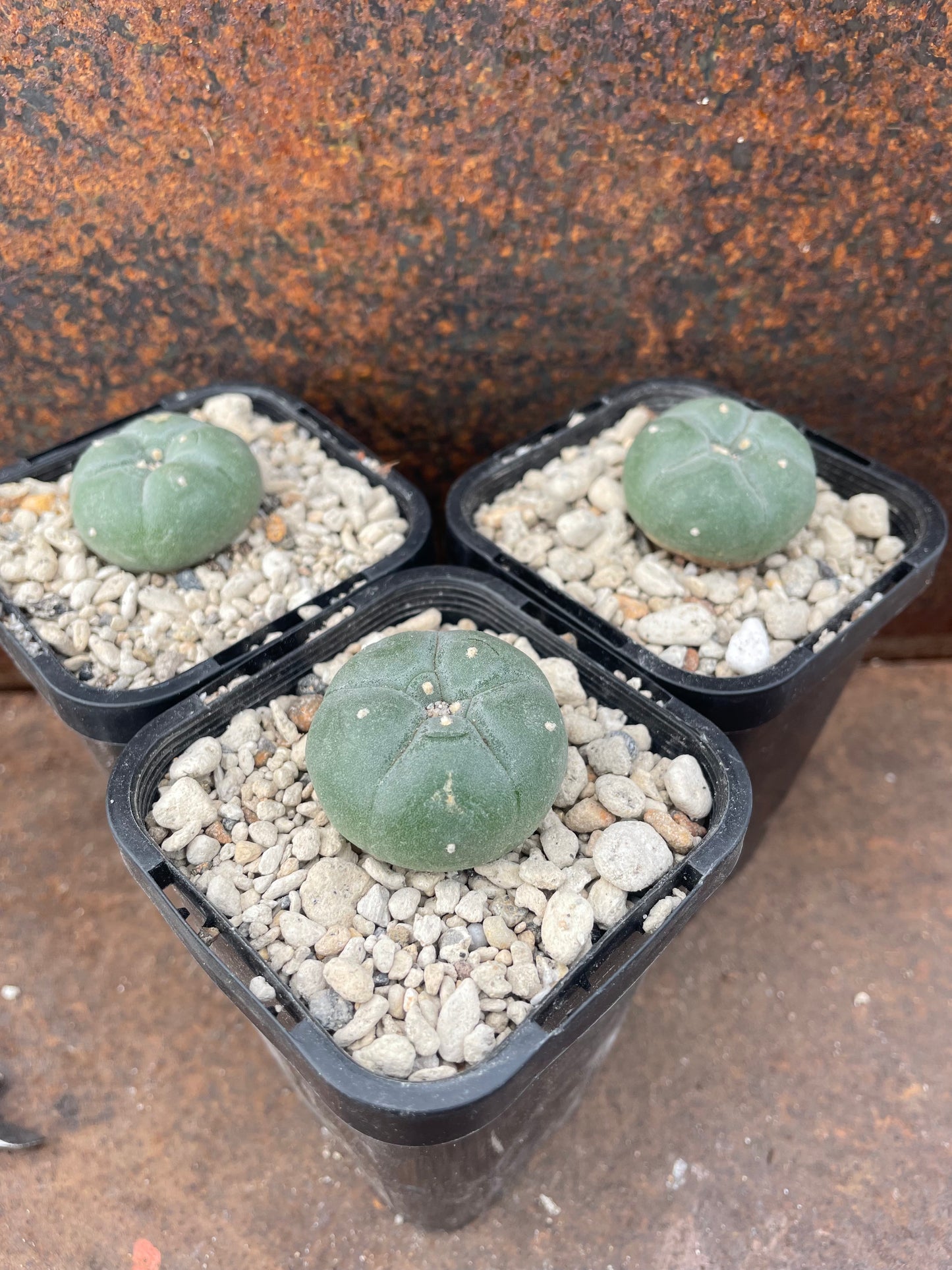 LW Texana (seed grown)