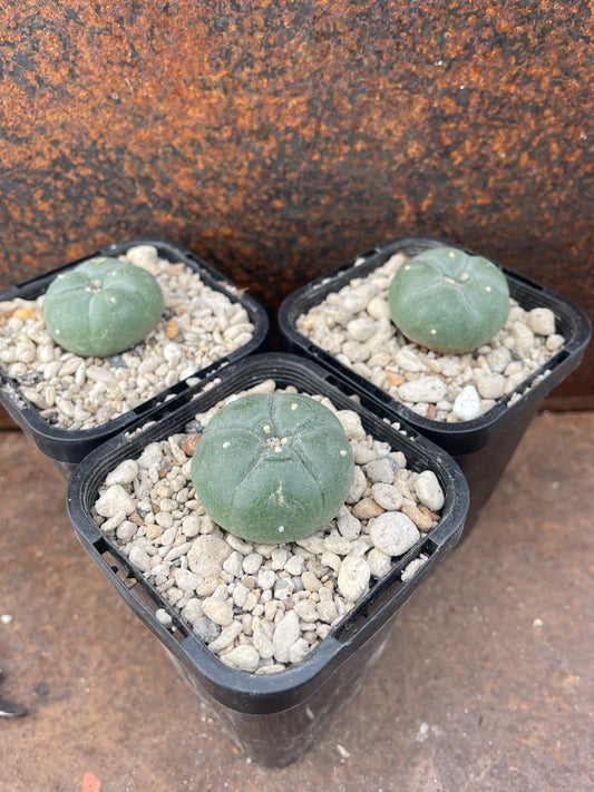 LW Texana (seed grown)