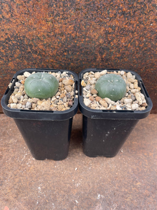 Lophophora williamsii v San Roberto Nuevo Leon (Seed grown)