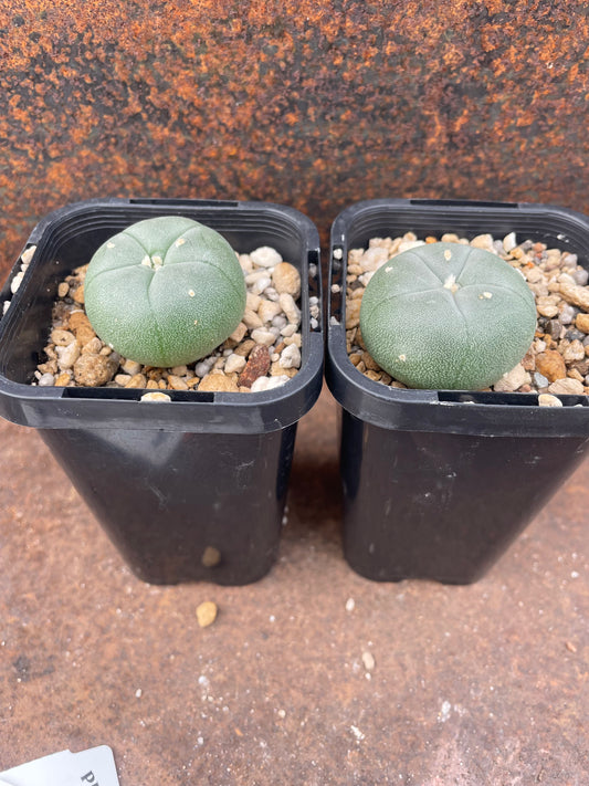 Lophophora williamsii v shafter, Texas (seed grown)