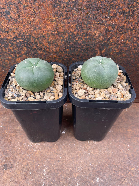 Lophophora williamsii weisse bluete (seed grown)
