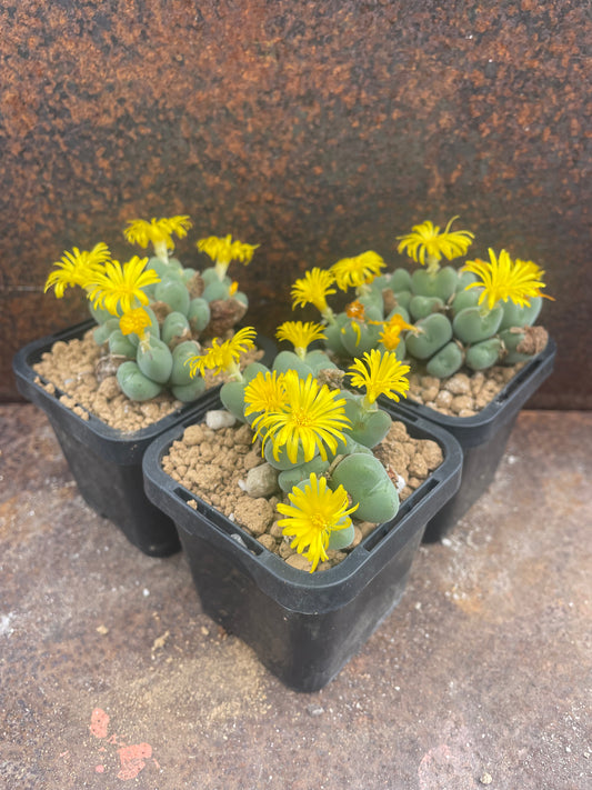 Conophytum meyeri leopardinum (clone 1)