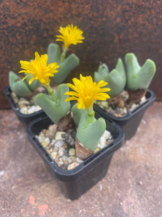 Conophytum bilobum v altum