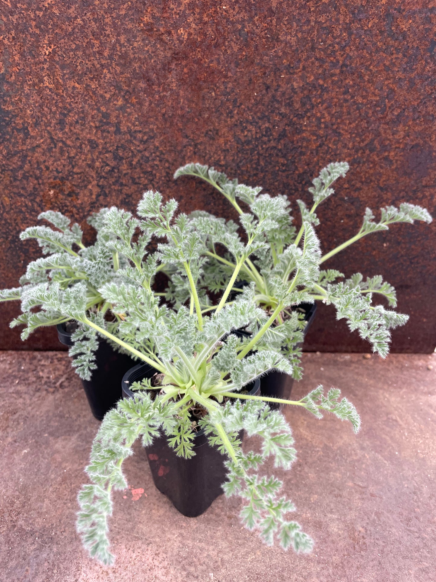 Pelargonium appendiculatum