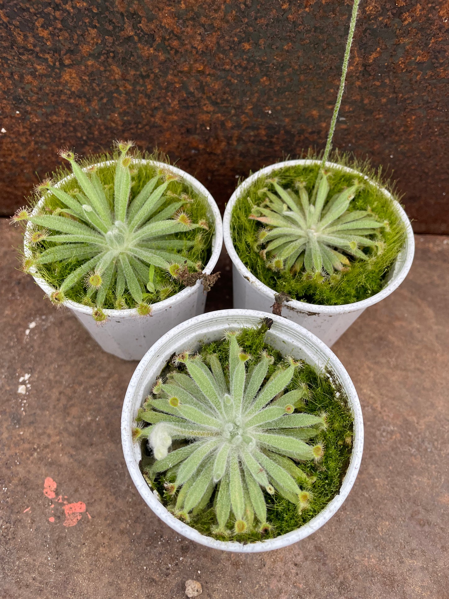 Drosera lunata