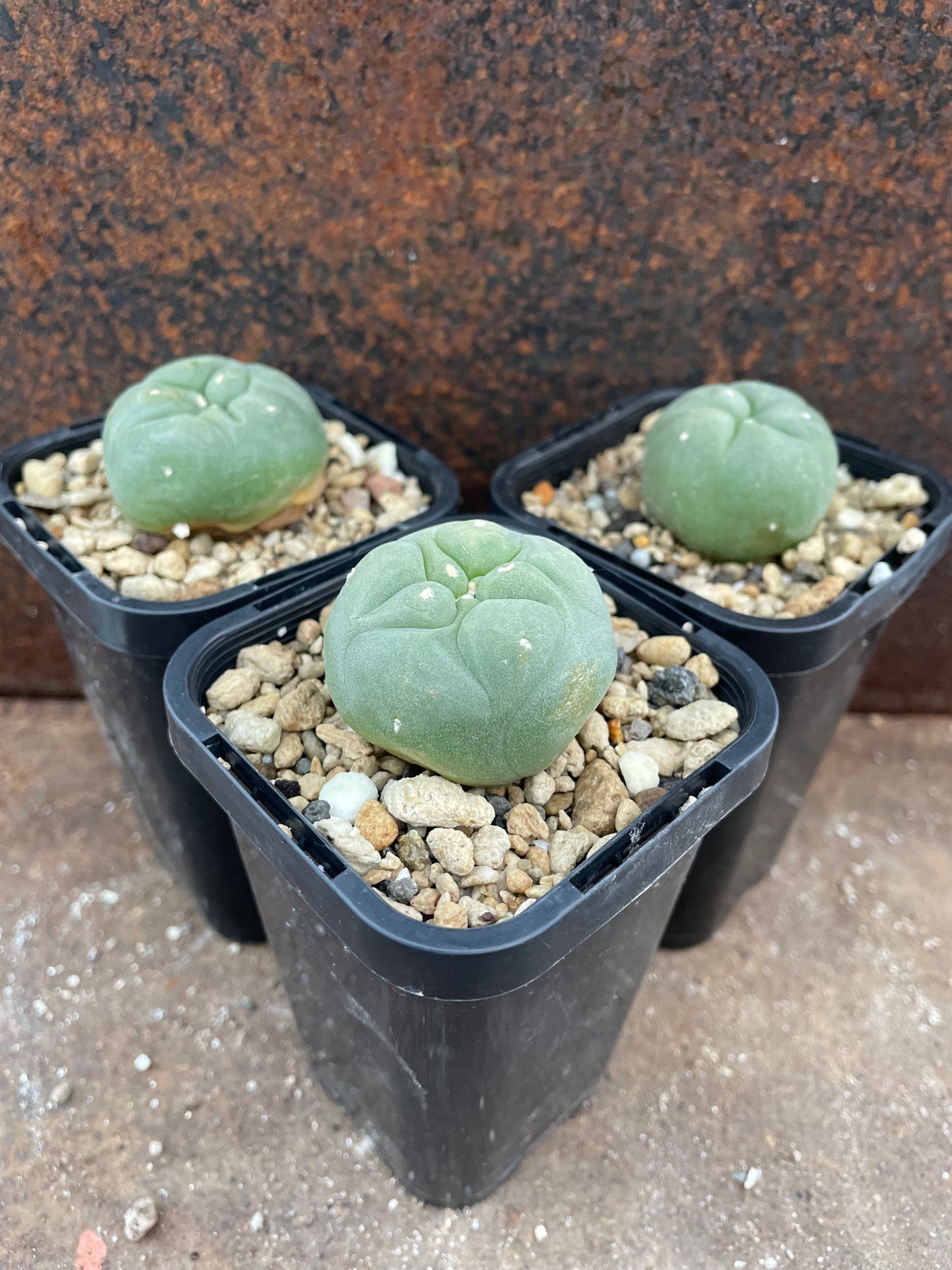 L diffusa (seed grown)
