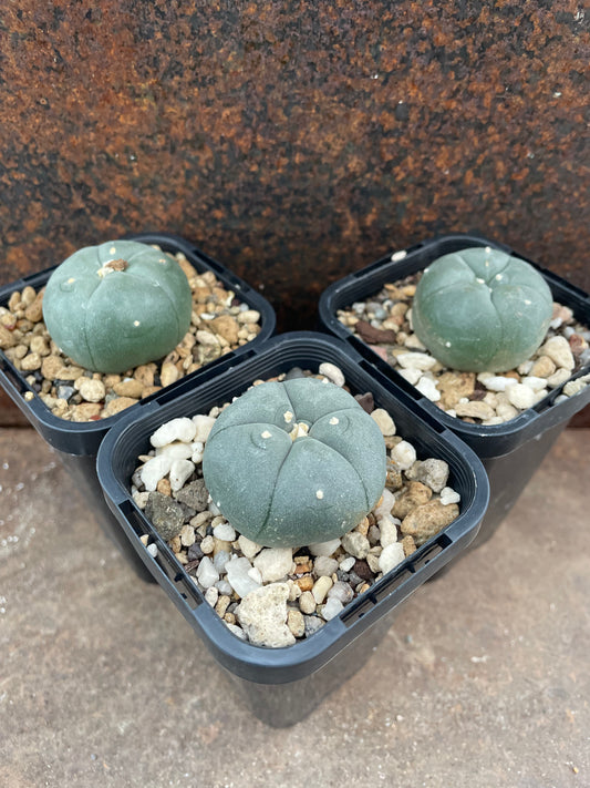 LW Huizache (seed grown)