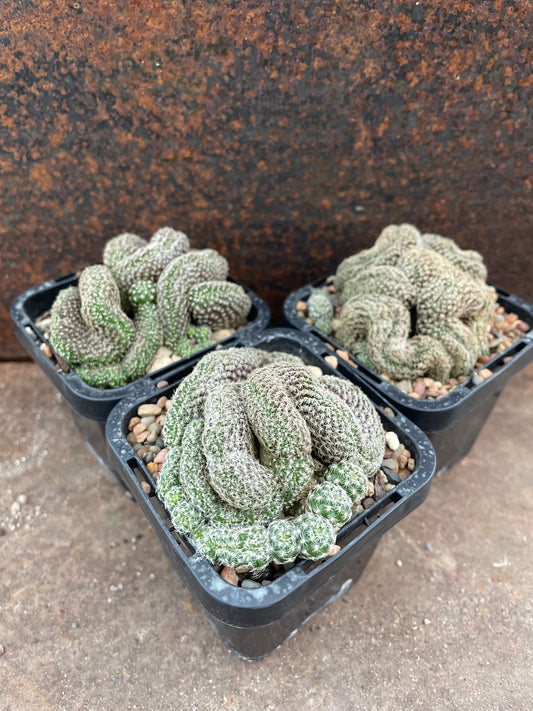 Sulcorebutia langeri forma cristata