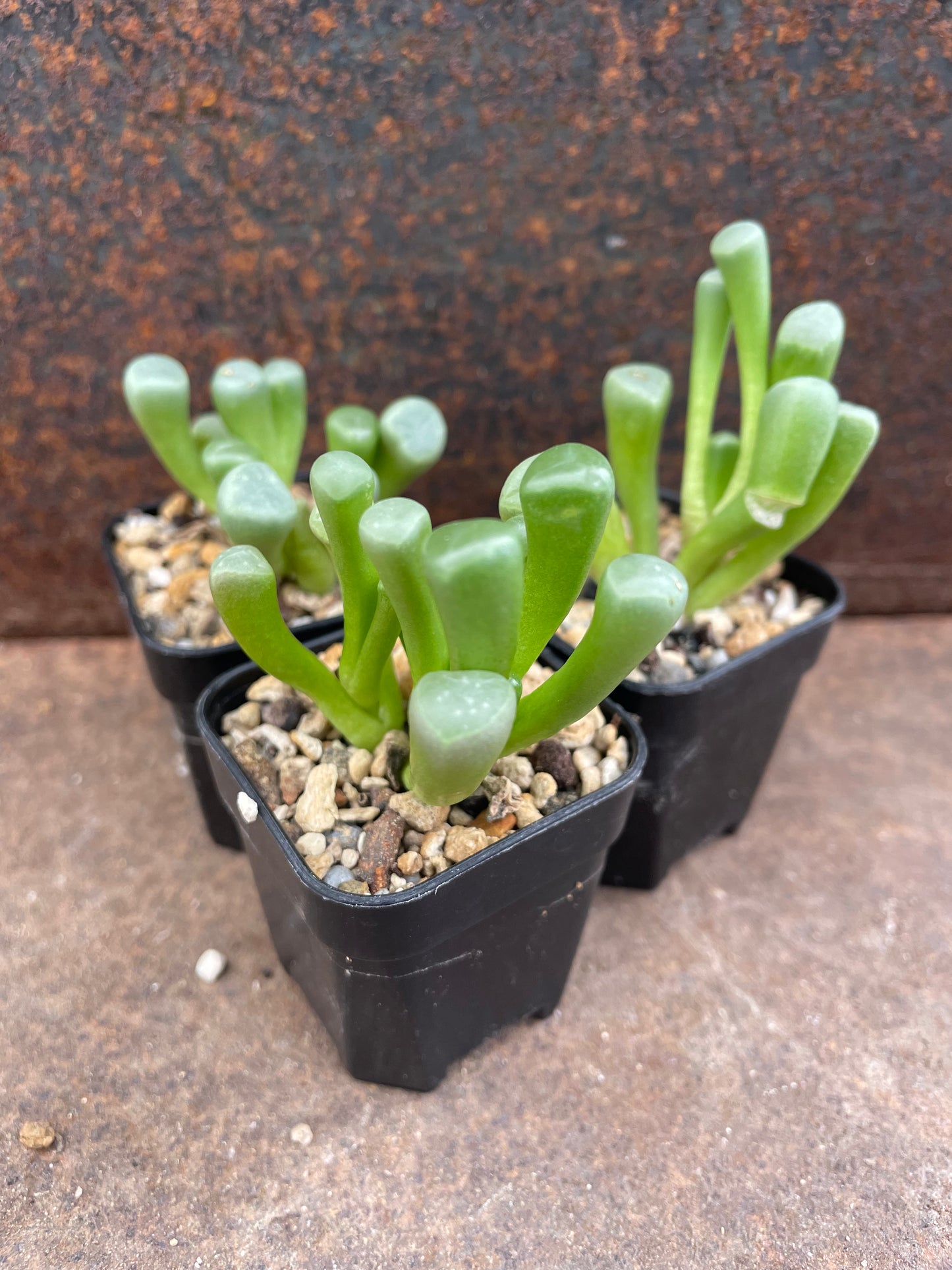 Fenestraria rhopalophylla “baby toes”