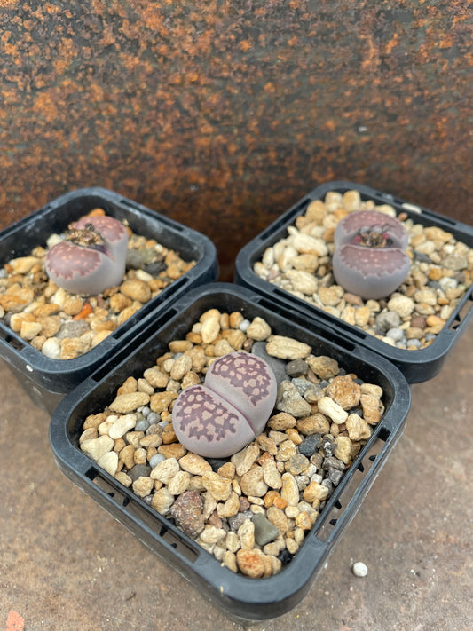 Lithops salicola cv. Bacchus