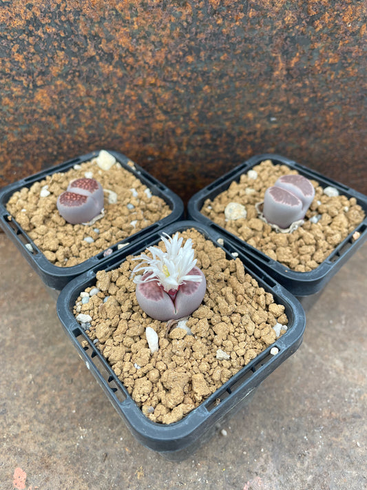 Lithops julii
