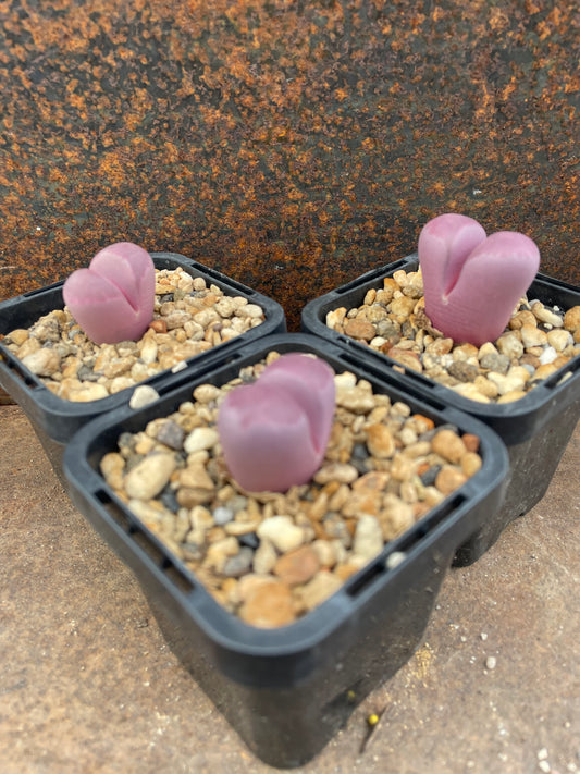 Lithops optica 'Rubra'