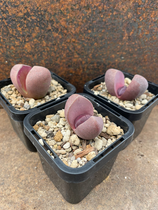 Pleiospilos nelii 'Royal Flush'
