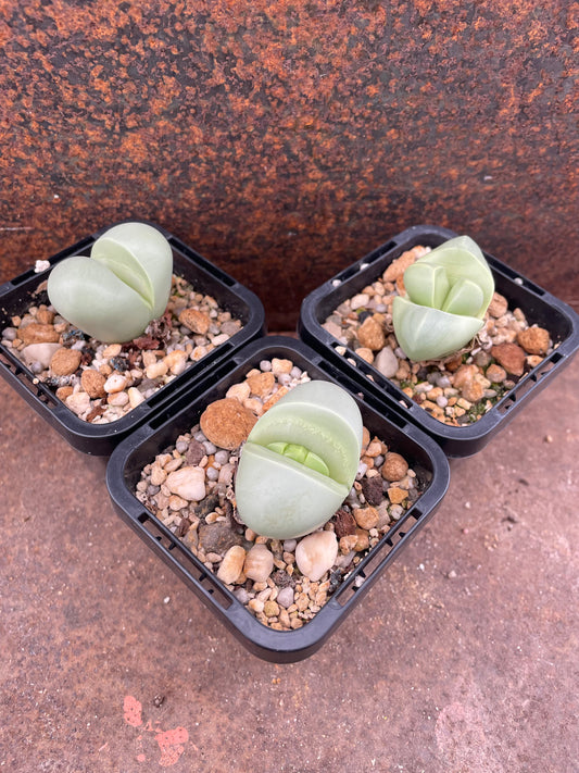 Argyroderma delaetii
