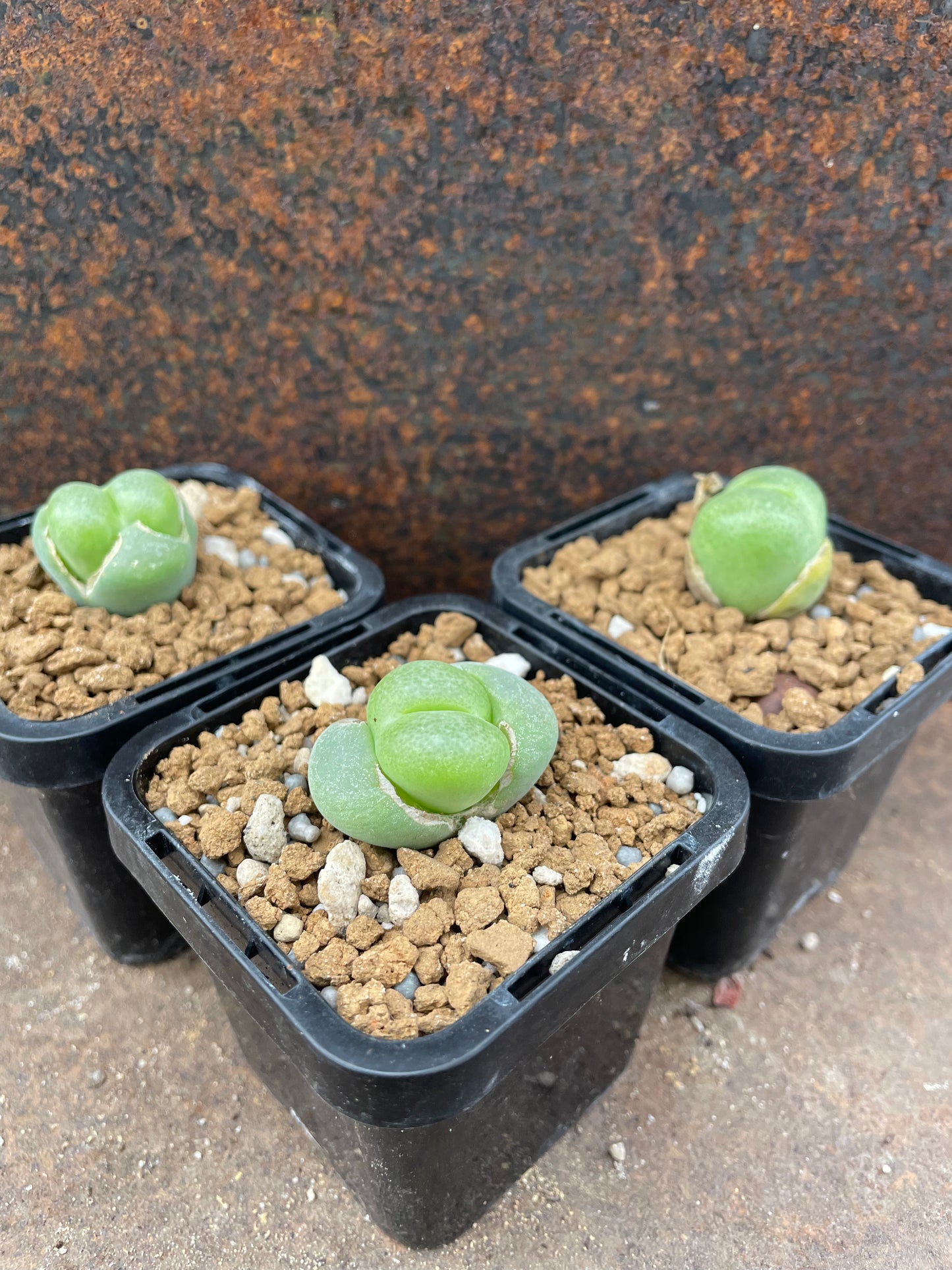 Conophytum pillansii
