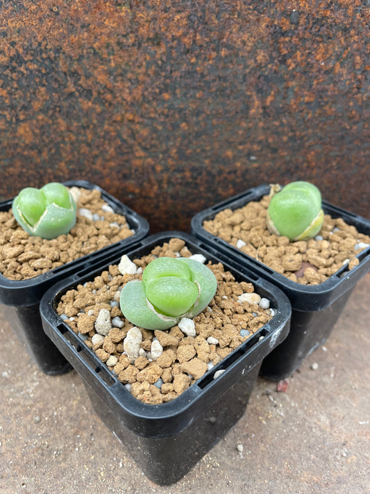 Conophytum pillansii