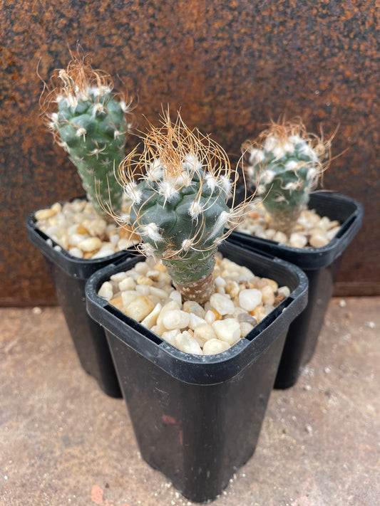 Turbinicarpus macrochele “arrato”
