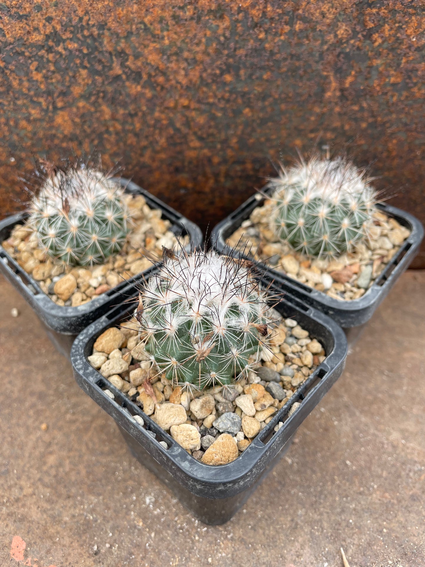 Turbinicarpus viereckii