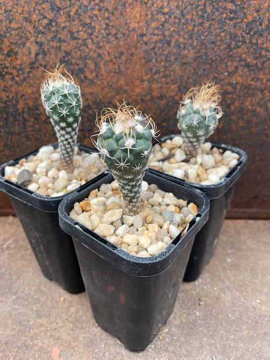 Turbinicarpus pseudomacrochele