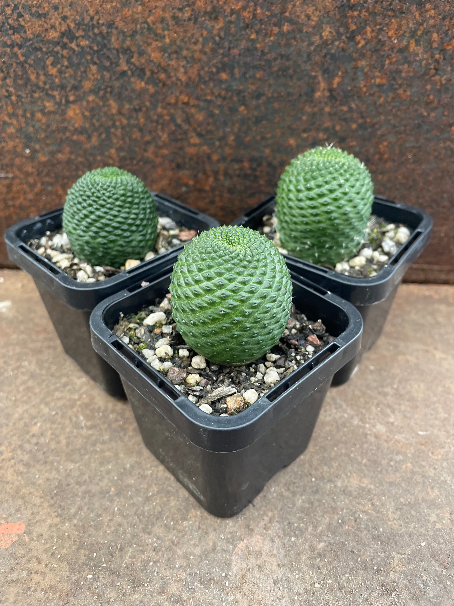 Rebutia krainziana var. inermis