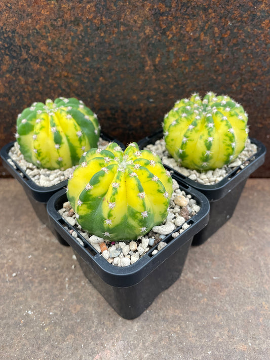 Echinopsis cv Sunrise variegated