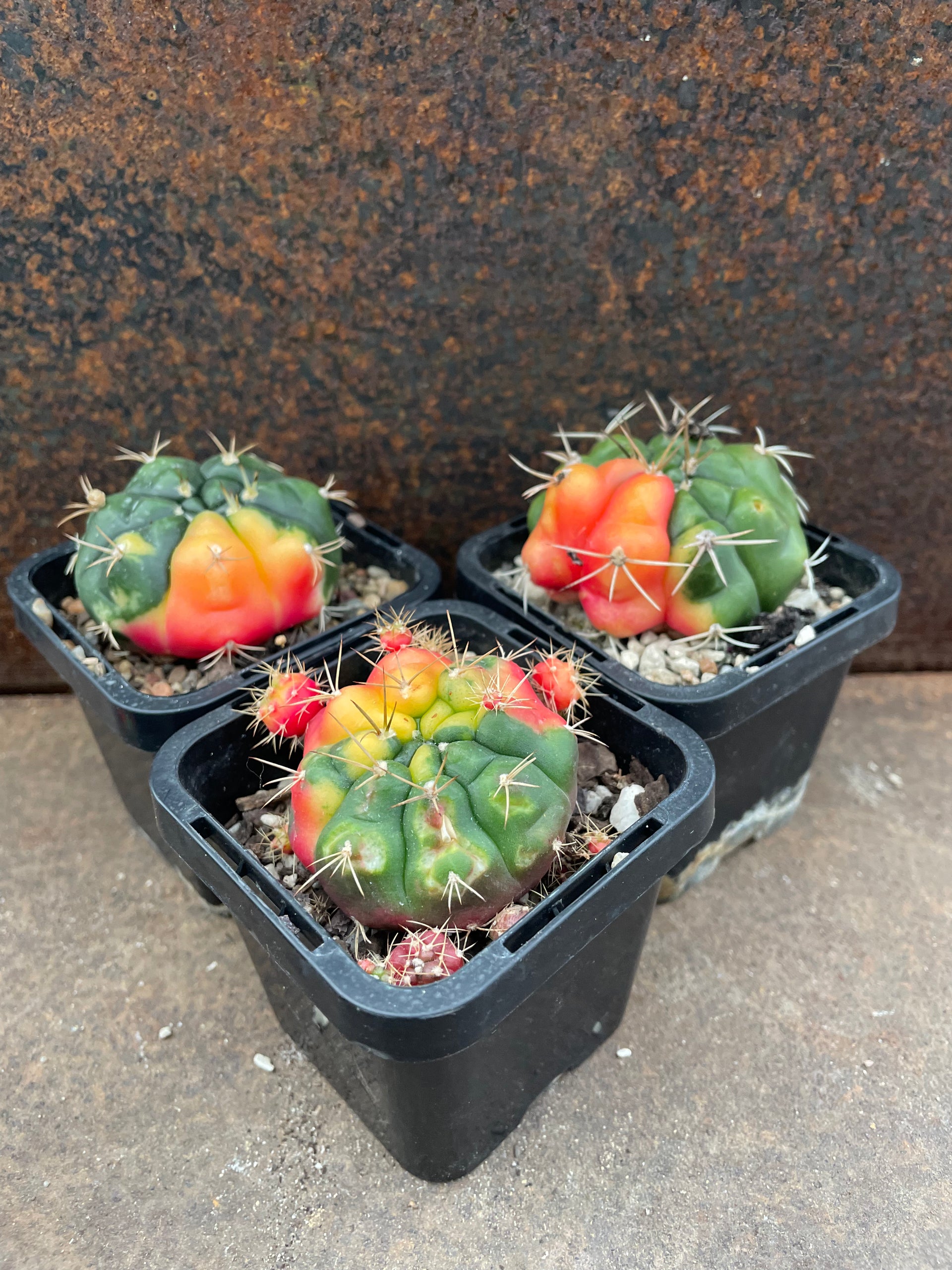 Gymnocalycium anisitsii (Syn. damsii) variegata – Pete's Perfect Plants