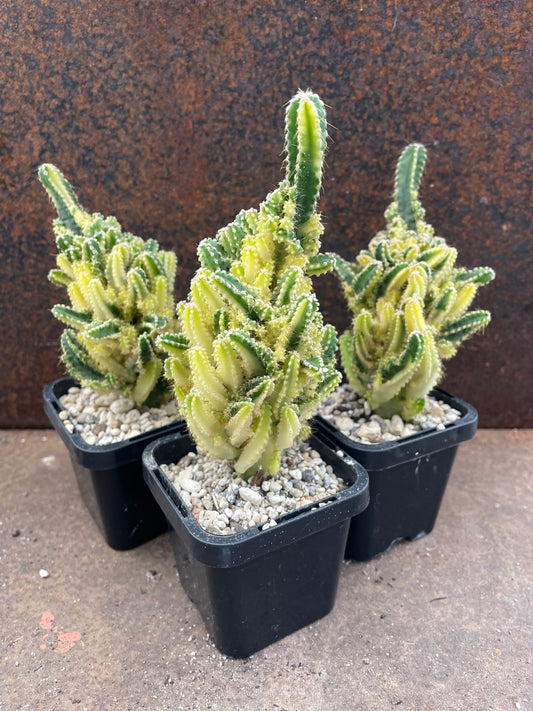 Acanthocereus tetragonus Variegated - Fairy Castle
