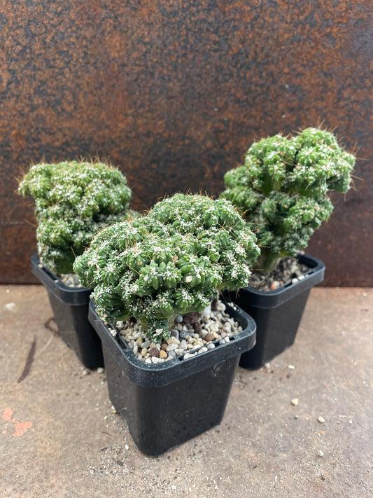 Cereus “Tiny Tot”
