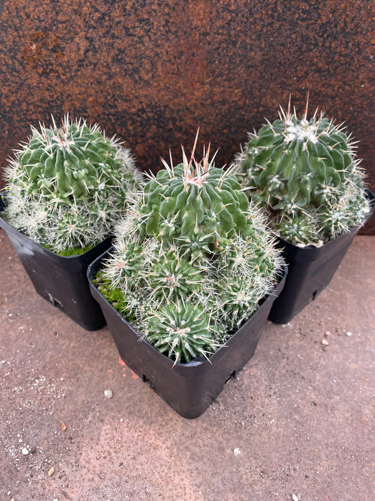 Stenocactus multicostatus “Jenci’s Favorite” (syn. Echinofossulocactus)