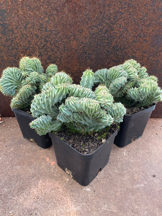 Myrtillocactus geometrizans 'cristata'