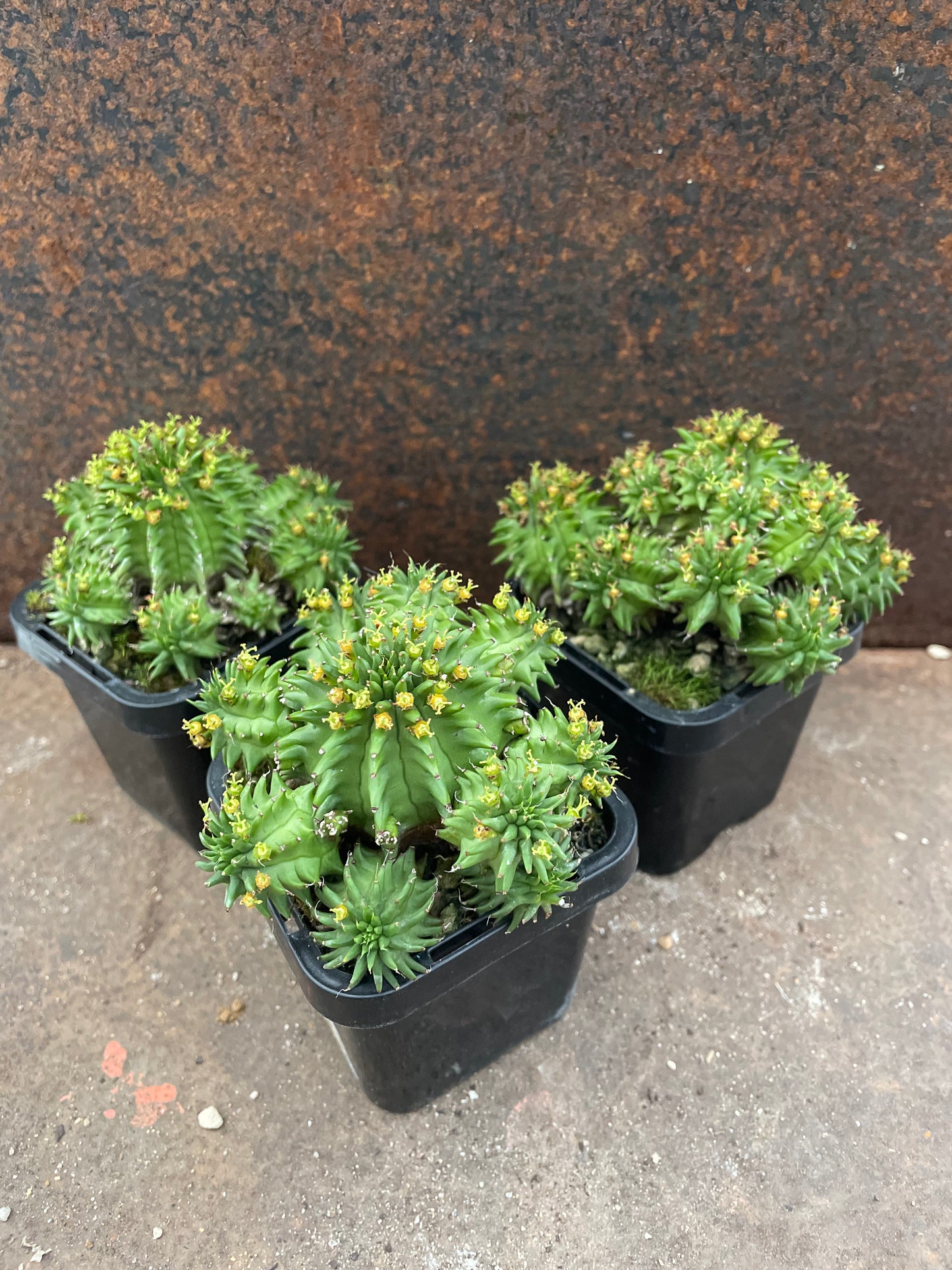 Eu. Susannae