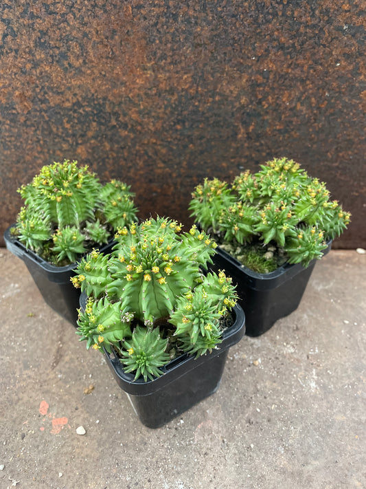 Eu. Susannae