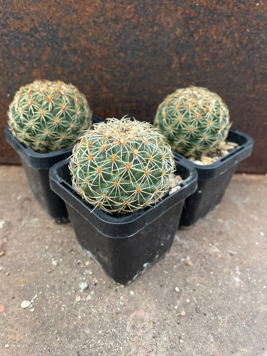 Coryphantha greenwoodii