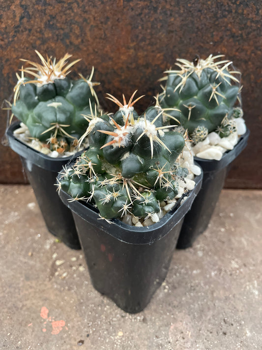 Coryphantha elephantidens