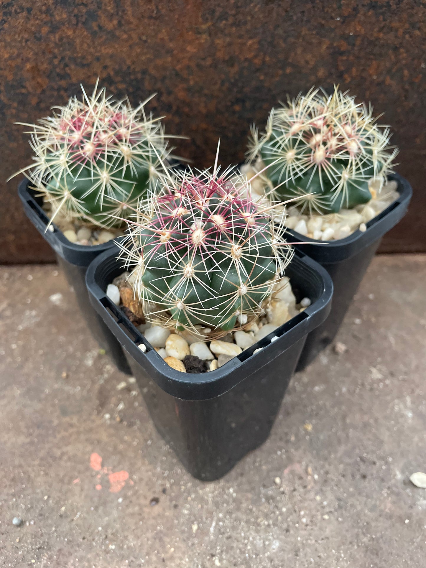 Thelocactus bicolor