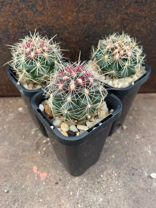 Thelocactus bicolor