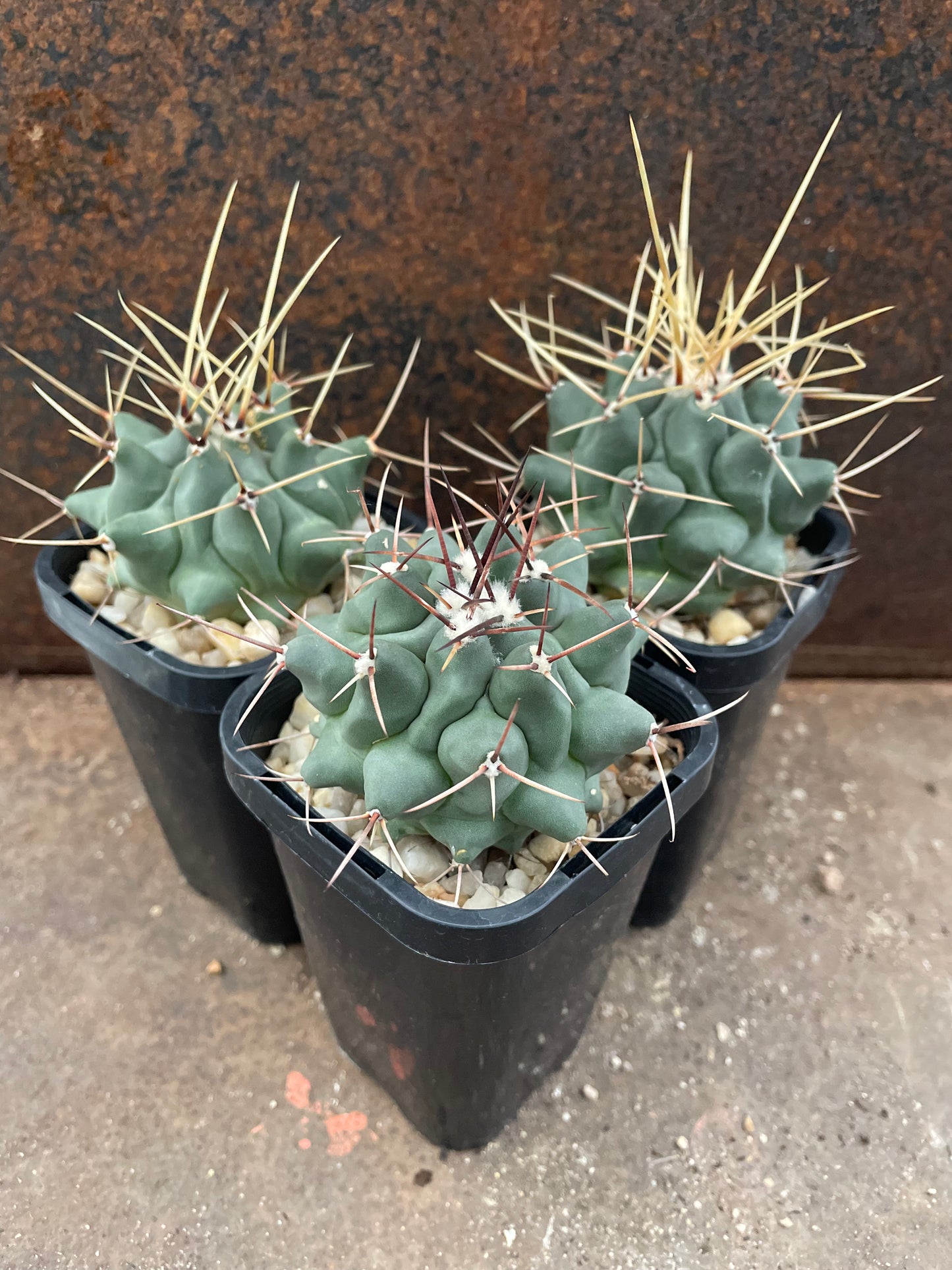 Thelocactus rinconensis subsp. rinconensis