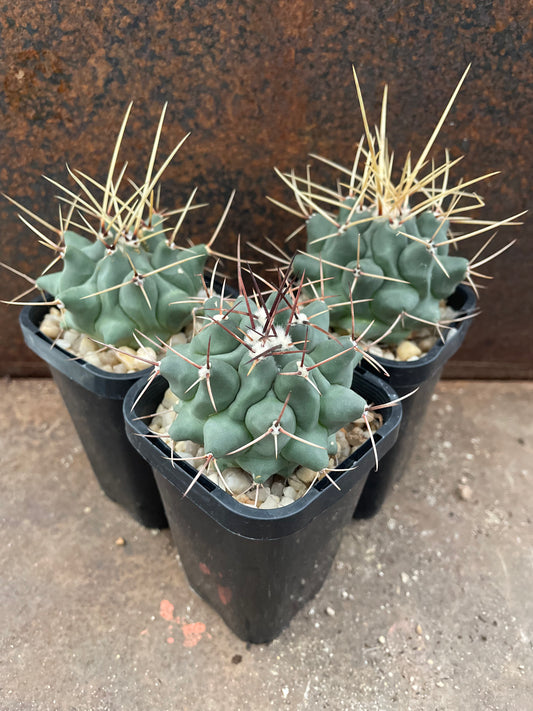 Thelocactus rinconensis subsp. rinconensis