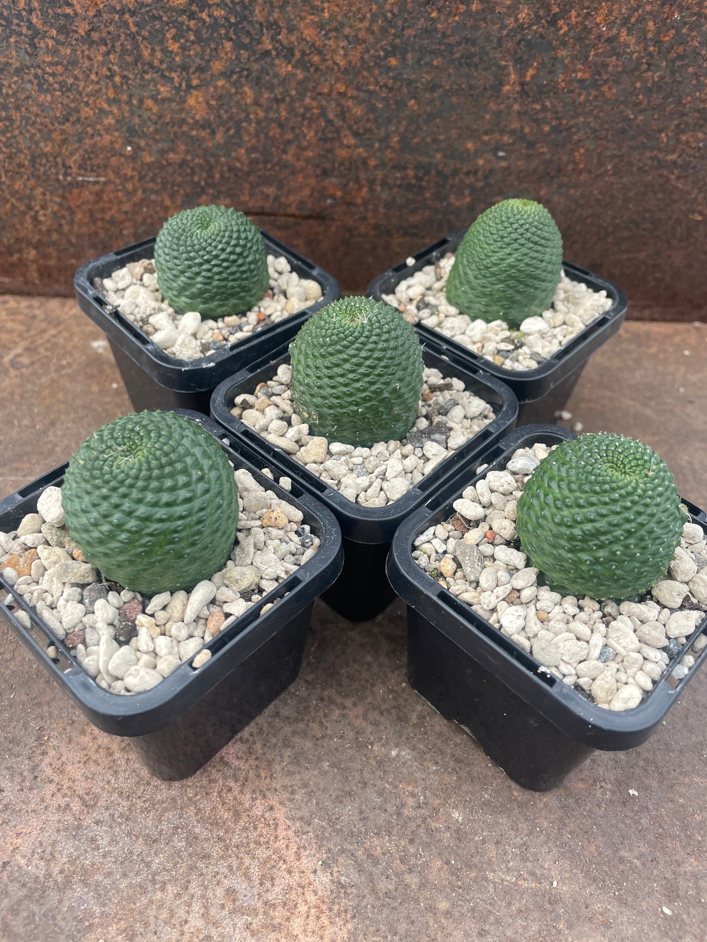 Rebutia krainziana var. inermis