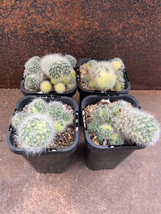 Rebutia sp variegated (pink flower)