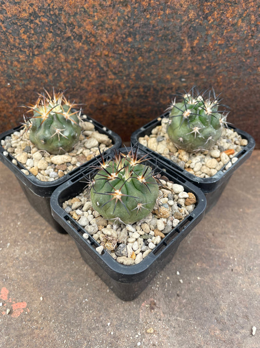 Copiapoa dura