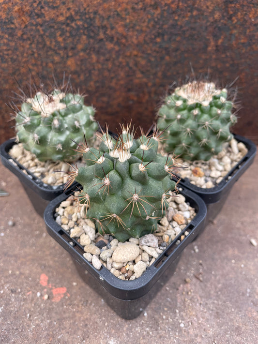 Copiapoa humilis