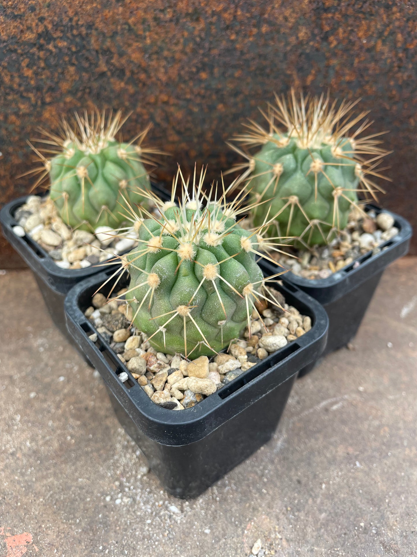 Copiapoa haseltoniana v gigantea