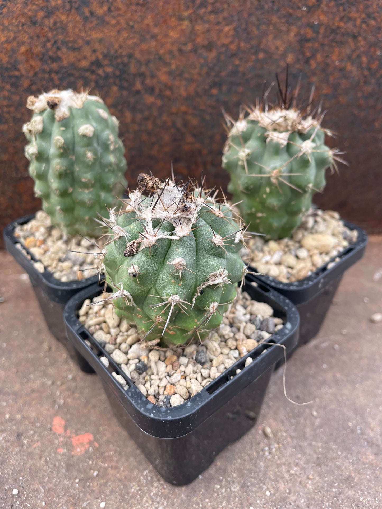 Copiapoa mollicula