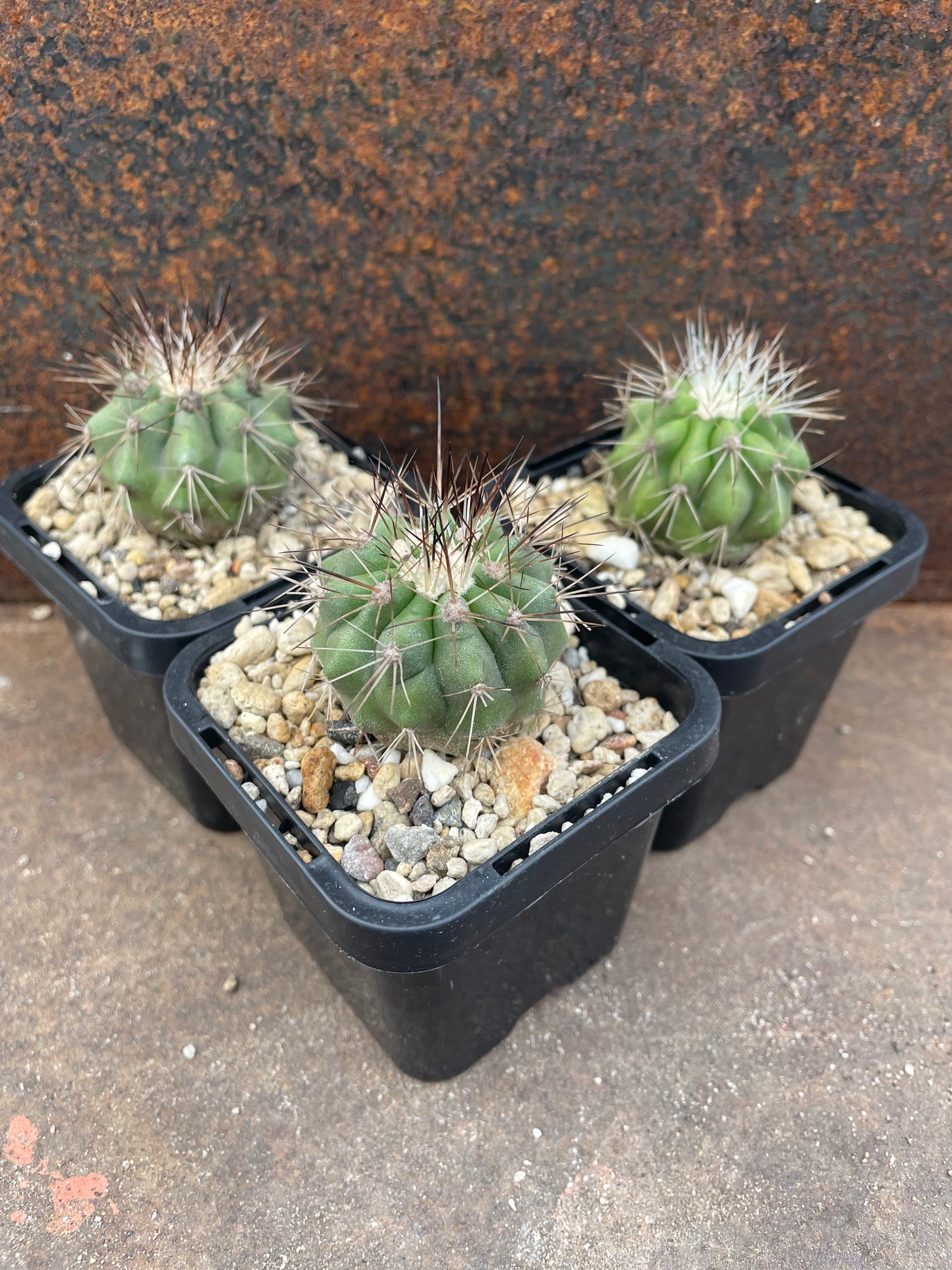 Copiapoa krainziana
