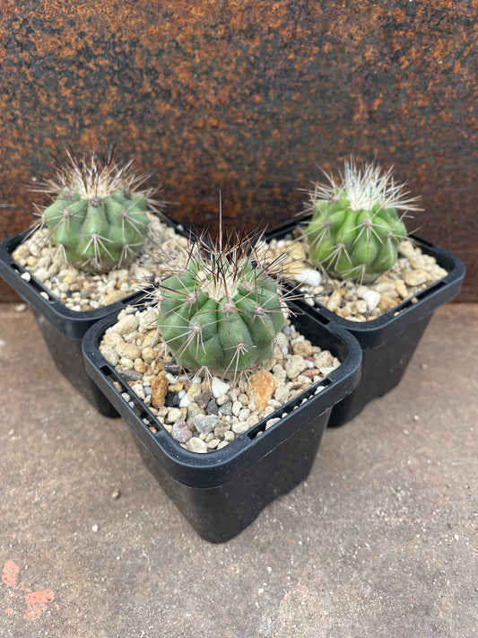 Copiapoa krainziana